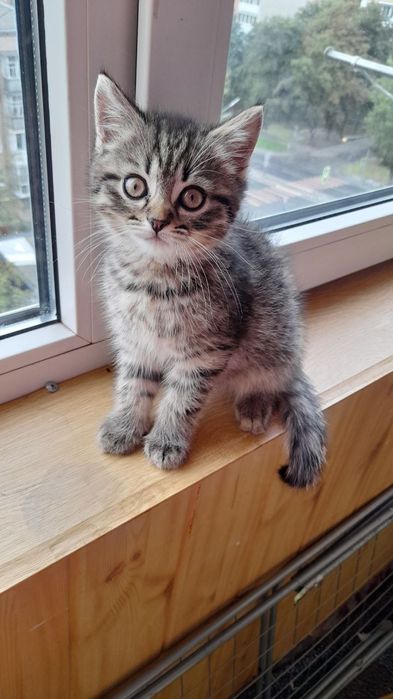 Віддам котика в добрі руки