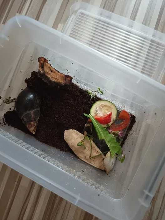 WYSYŁKA Zestaw box ślimak afrykański terrarium pojemnik plastikowy