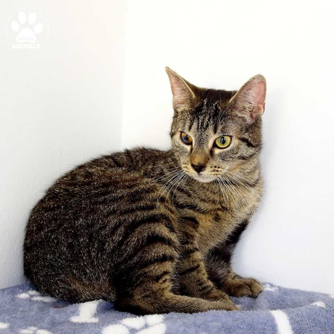 Malutka kotka do adopcji! Poznajcie Flexę!