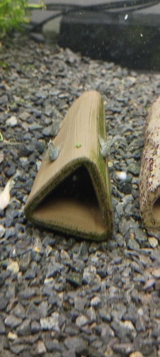 Młode glonojady weloniaste