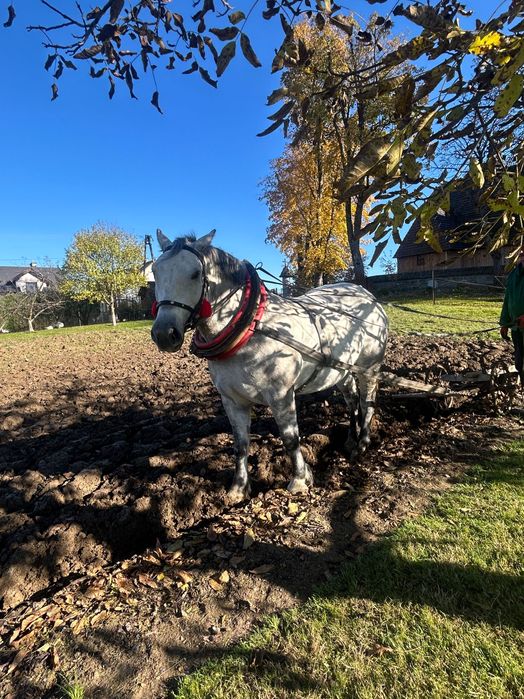 Koń wałach zimnokrwisty