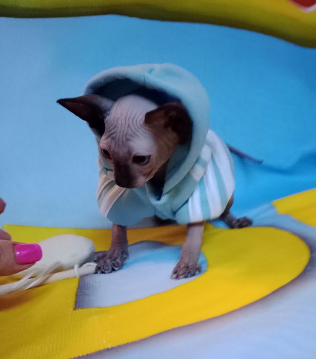 Сфінкс хлопчик  Канадець резинка