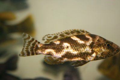 Nimbochromis livingstonii.Pyszczaki  z Malawi.