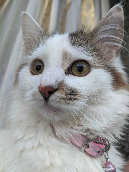 Вишукані киці шукають Сім'ю