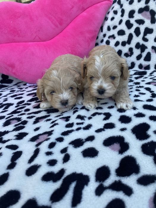 Vip якості мальтипу ф1