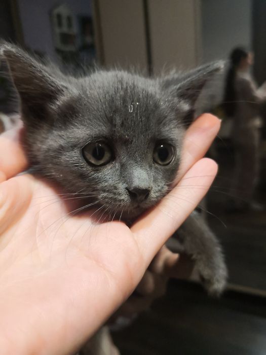 Безкоштовно віддам кошенят у люблячу сім'ю