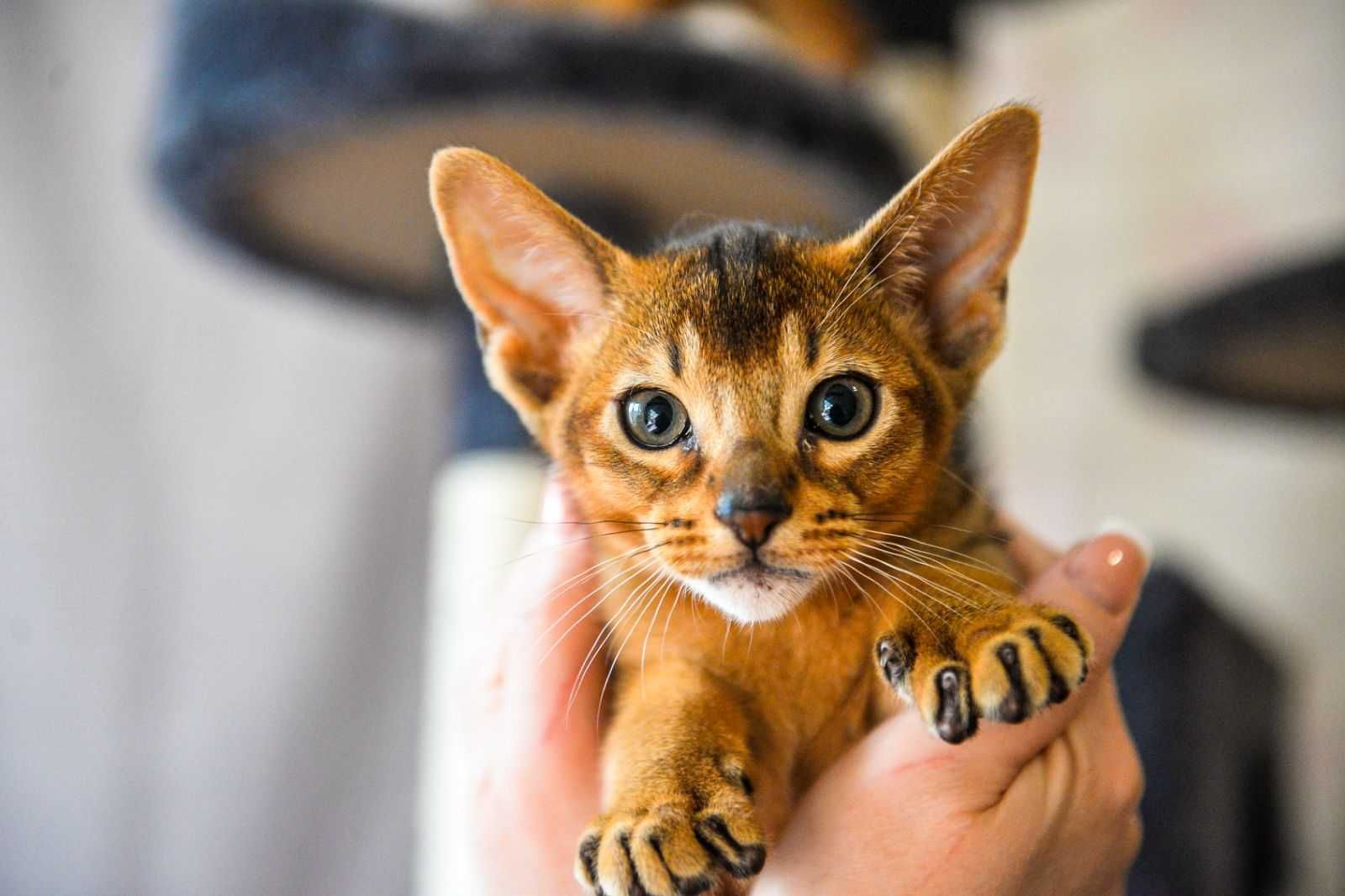 Продам абиссинского кота