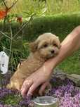 Maltipoo szczeniak