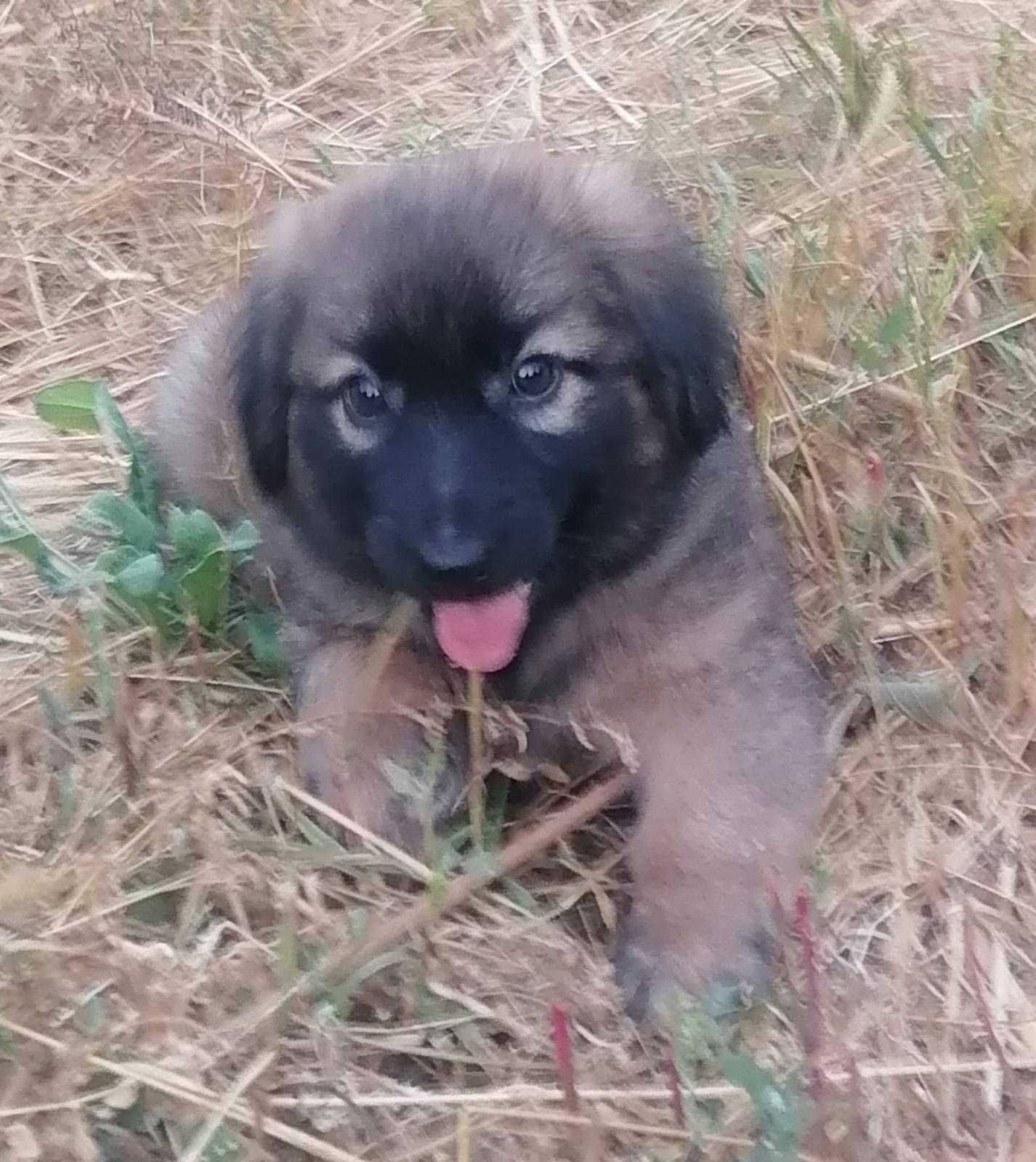 Шукає родину  чарівний хлопчик Тім