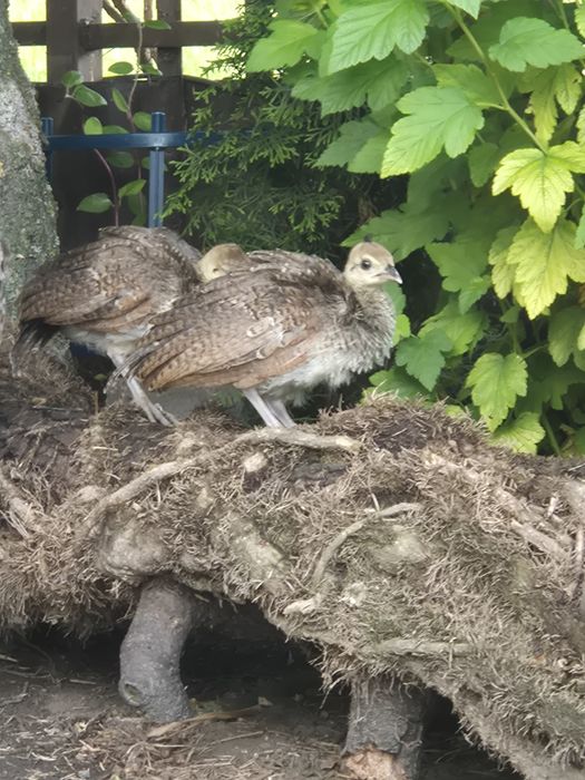 Paw, pawie królewskie, NIE z Hodowli