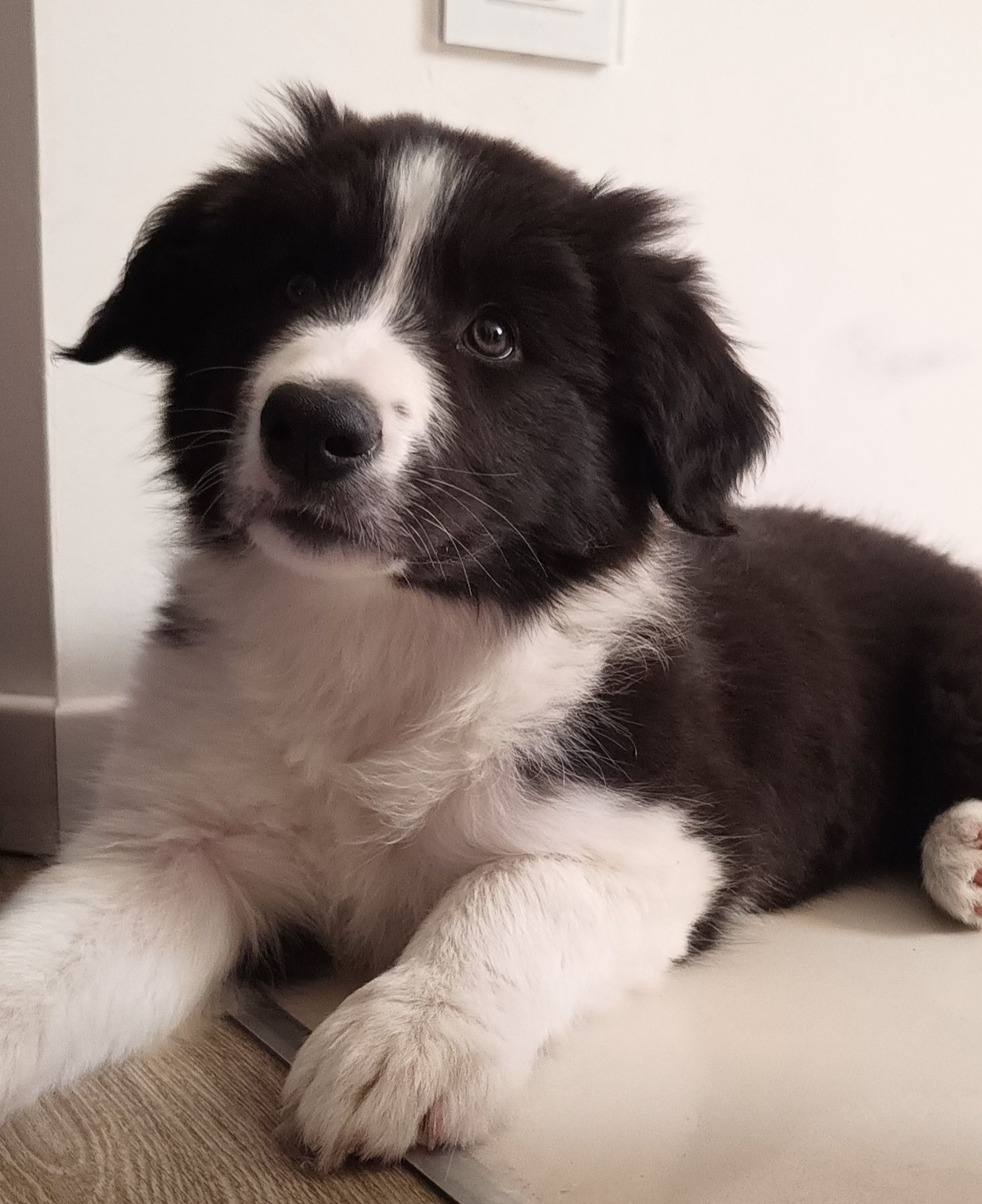 Border collie  FCI chłopiec czarno biały FCI zkwp