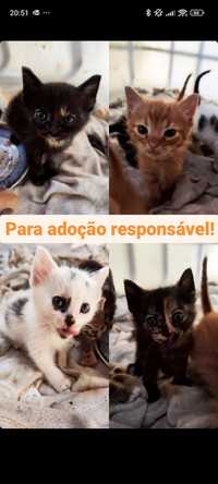 Gatos para adoção