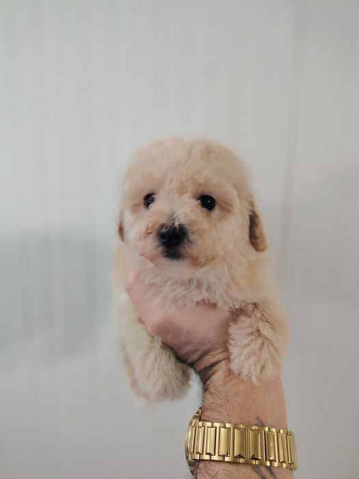 Caniche toy macho