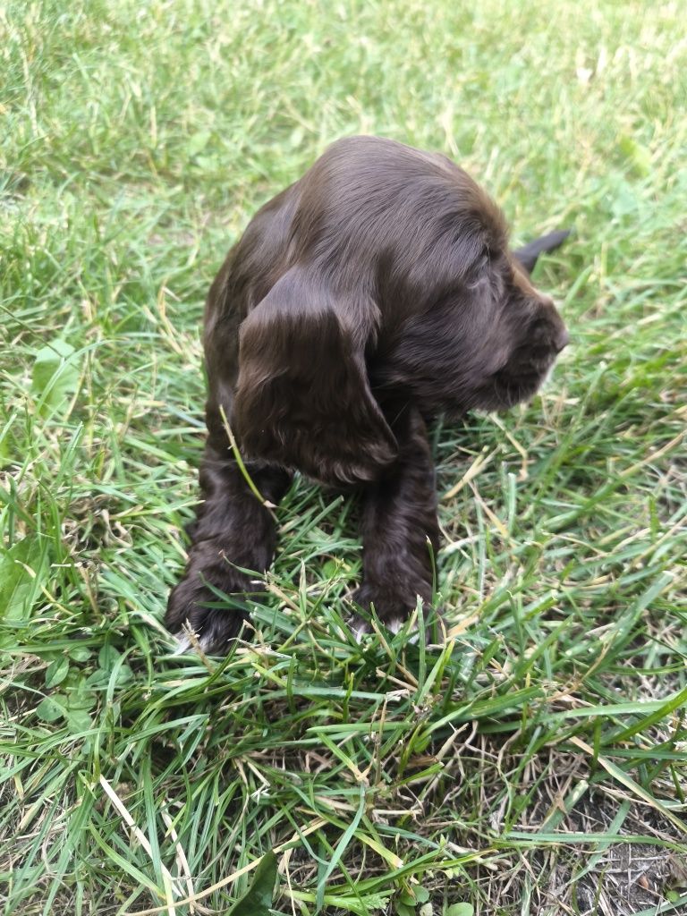 Cocker spaniel angielski - czekoladowa suczka