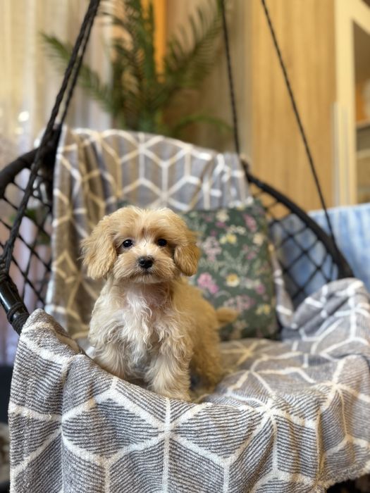 Maltipoo sunia F1 apricot biszkoptowa maltańczyk pudel dziewczynka