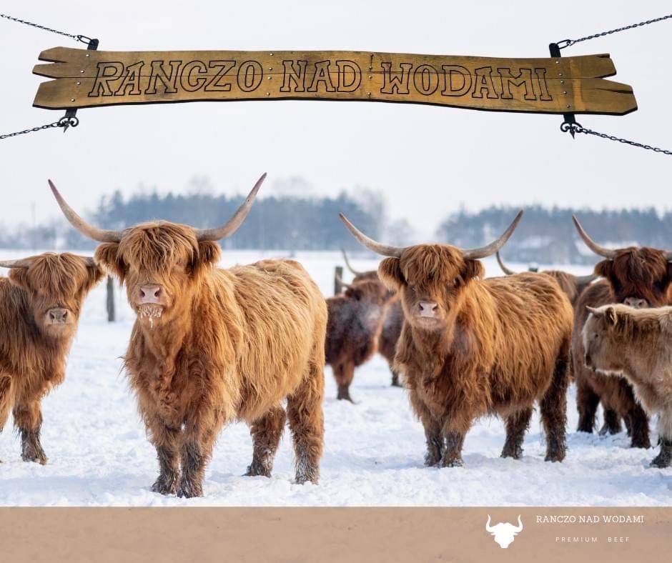 Mięso wołowe Wołowina Higland Cattle ekologiczna Pakiet miesny