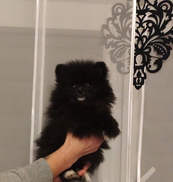 Szpic miniaturowy suczka