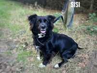 2 letnia Sisi do domu z ogrodem adopcja za darmo oddam