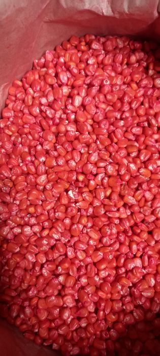 Насіння кукурудзи. Семена кукурузы