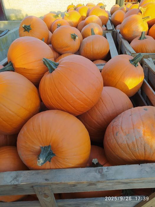 Dynia halloween, hokkaido