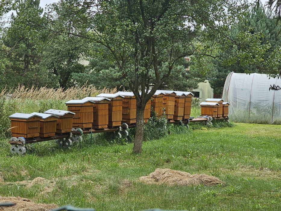 Ule wielkopolskie z  pszczolami rodzinami sklenar g10 h47 alpejka