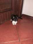 Gatinhas para adoção