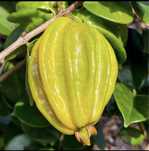 Pitangatuba fruta rara do Brasil