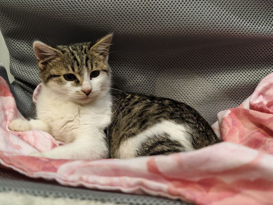 Кішечка, віком 3 місяці передана військовими