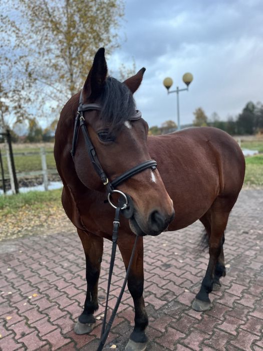Wałach gniady 9 lat