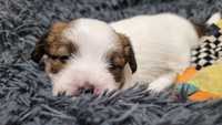 Jack Russell Terrier ZKwP