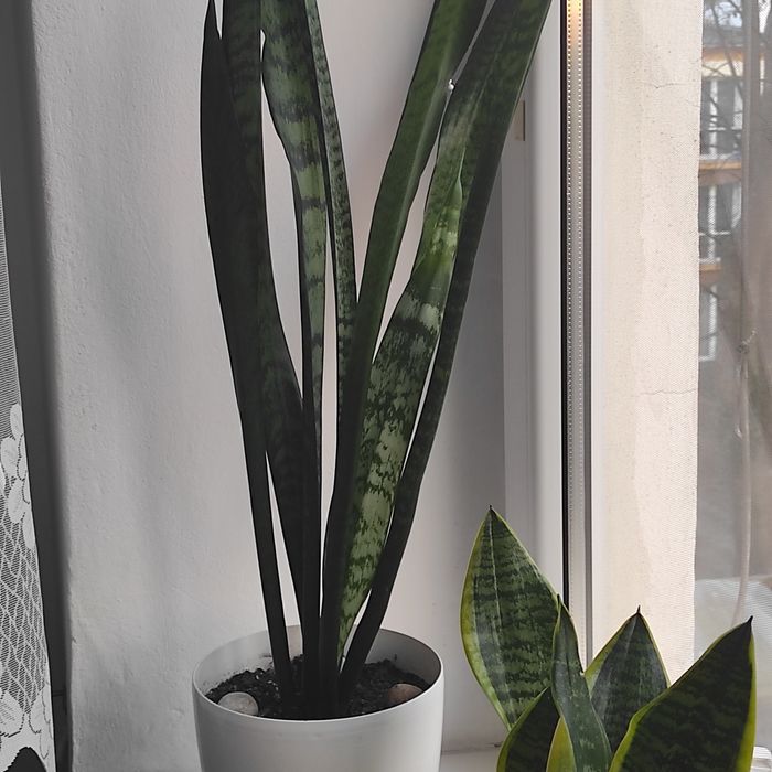 Sprzedam Sensewiere  wysokość 110  mierzone bez doniczki . cm