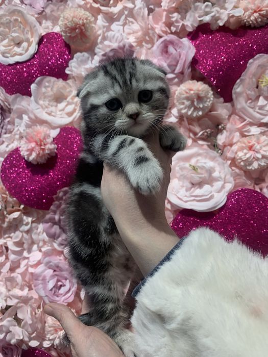 Котенок мальчик с документами!