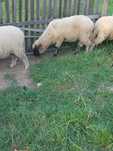 barany do owiec,jagnice!!!