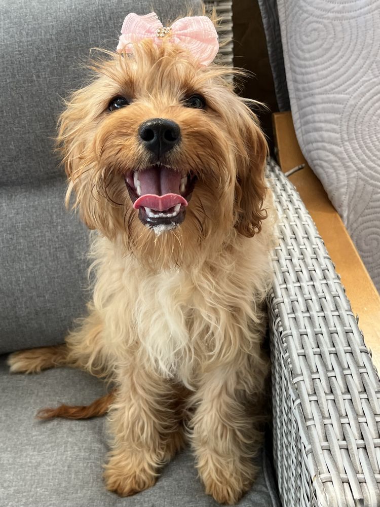 Suczka cavapoo do odbioru