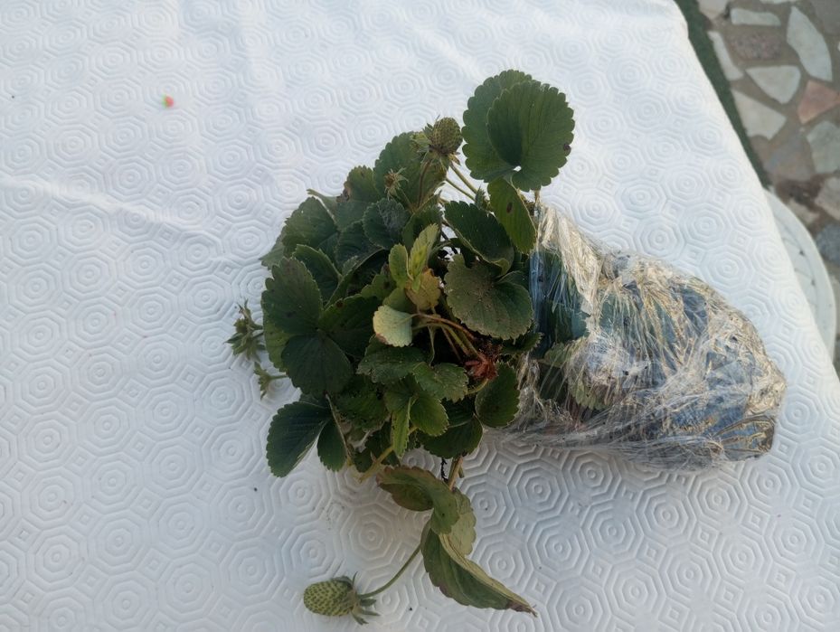 Morangueiros 10 pés Terra morangueiros socolentas Sardinheiras