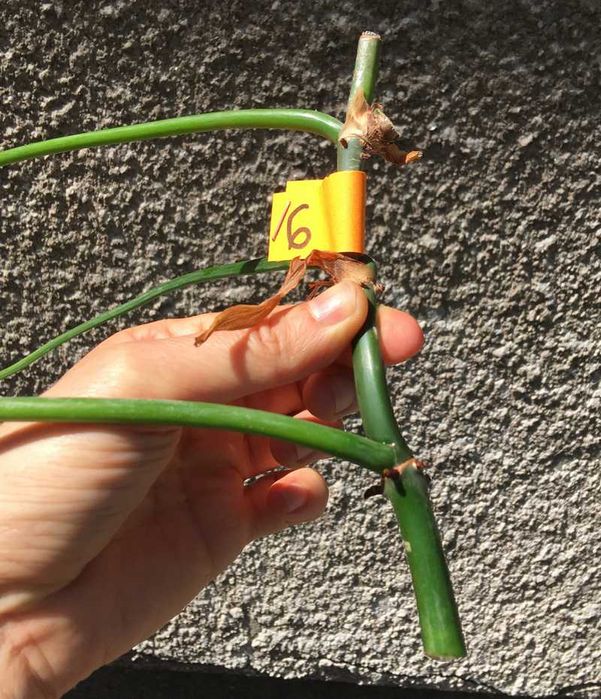 Philodendron filodendron Emerald Queen sadzonka cięta nr 6