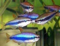 GB Tetra KerrI Blu Inpaichthys kerri (Bystrzyk błękitny,Neon Błękitny)