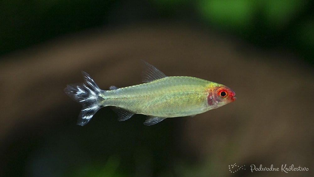 Rodostomus TINA ZOO Zabrze