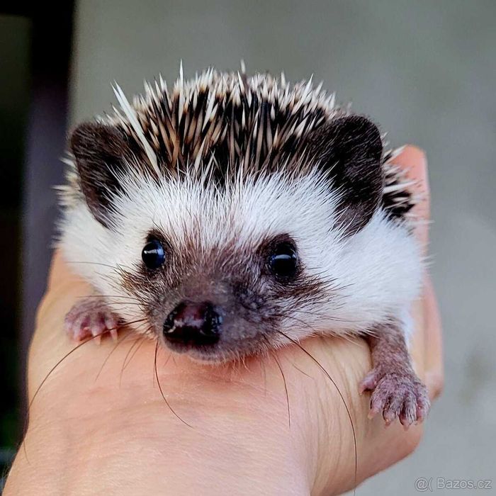 Jeż Pigmejski - młode jeżyki zmienią dom- transport po całej Polsce