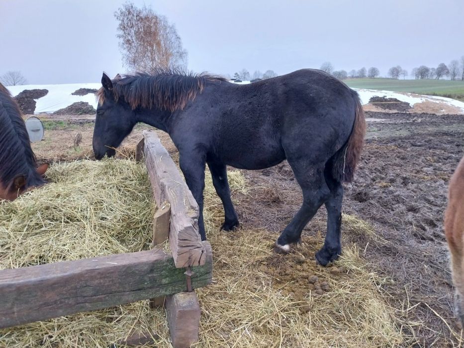 Ogierek zimnokrwisty