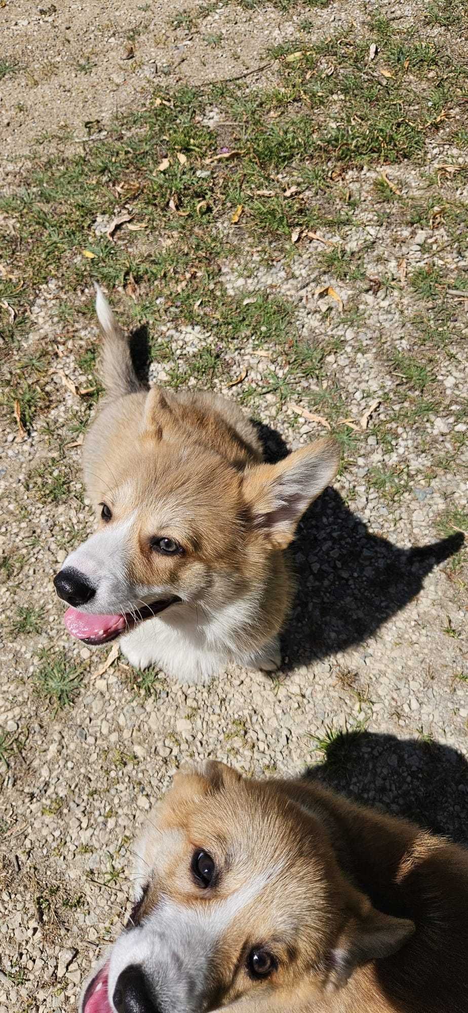 Corgi macho espetacular