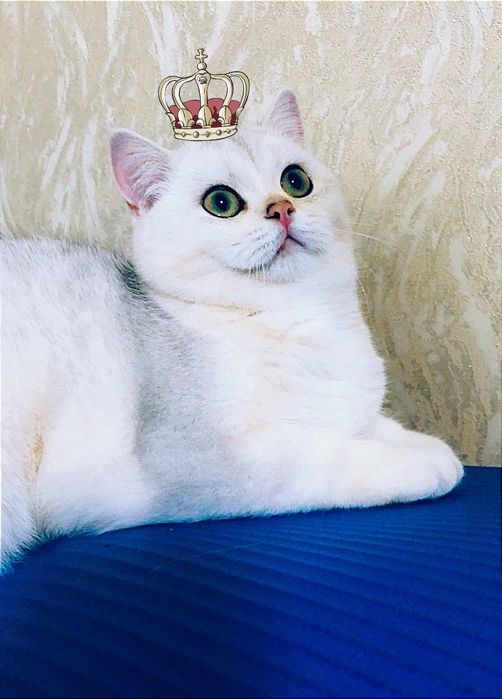 Купити  шиншилу кішечку в Укаїні