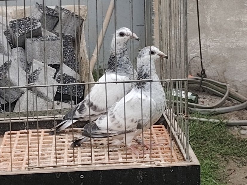 Sprzedam gołębie