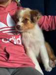 Śliczna suczka red merle niebieskie oczy