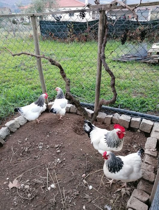 Ovos Fecundados - Sussex Light