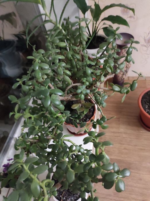 Домашні    квіти