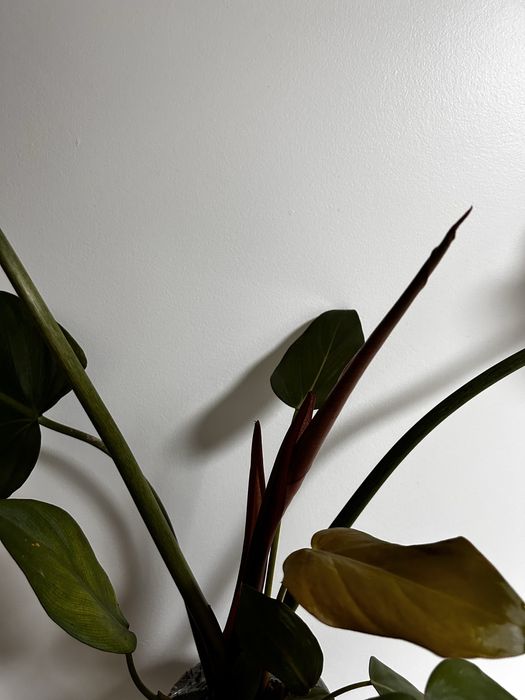 Philodendron Summer Glory