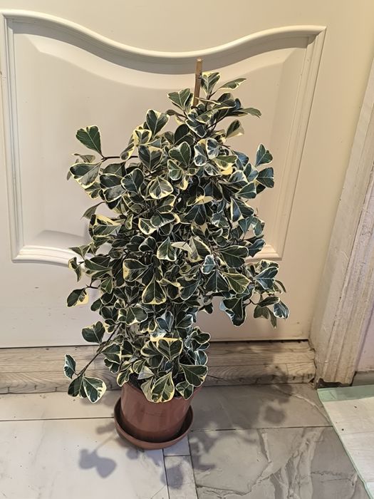 Фикус триангулярис (фикус треугольный)