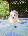 Golddust Yorkshire Terrier samczyk śliczny piesek york