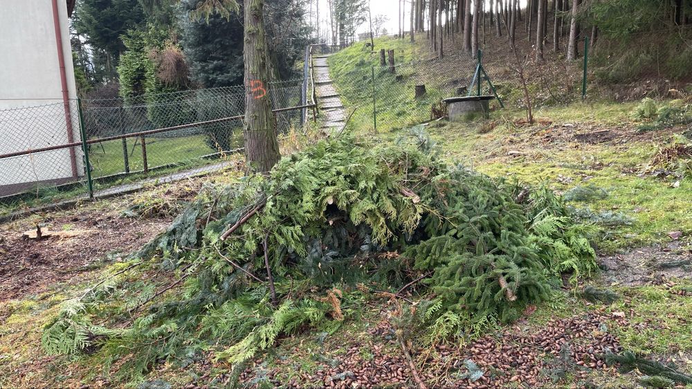 Oddam Gałęzie jodła/ świerk tuja